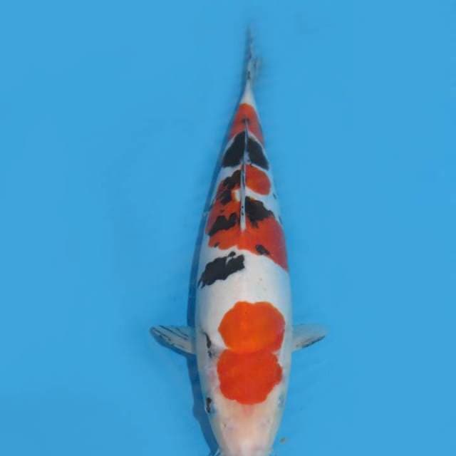 30cm , Sanke Doitsu Murni ,