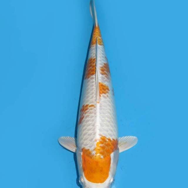 34cm , Potensi Koleksi -Hariwake Full Hikari