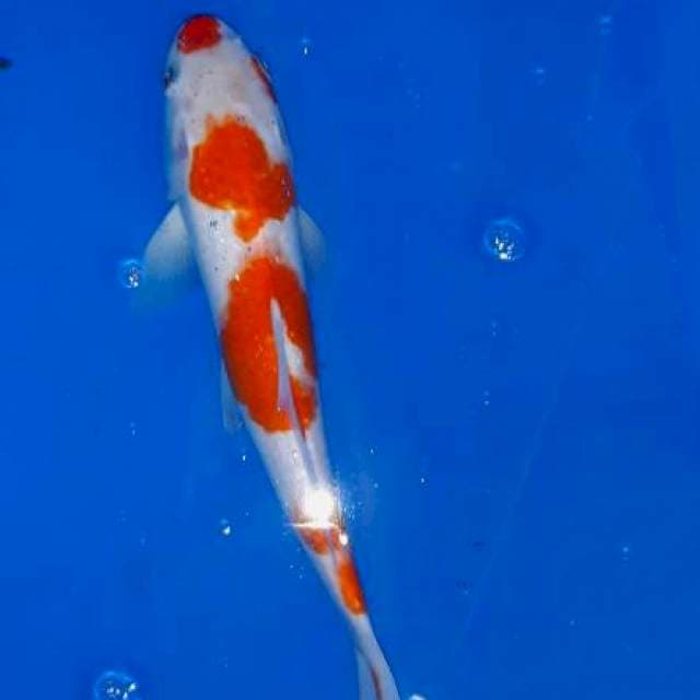 Kohaku kucibeni 3 step