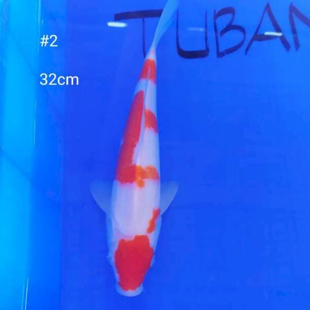 #2 KOHAKU 32cm