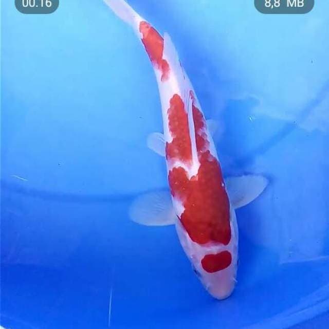 Kohaku