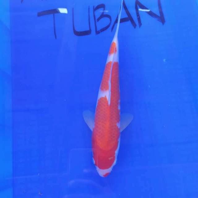 KOHAKU STRONG 32cm