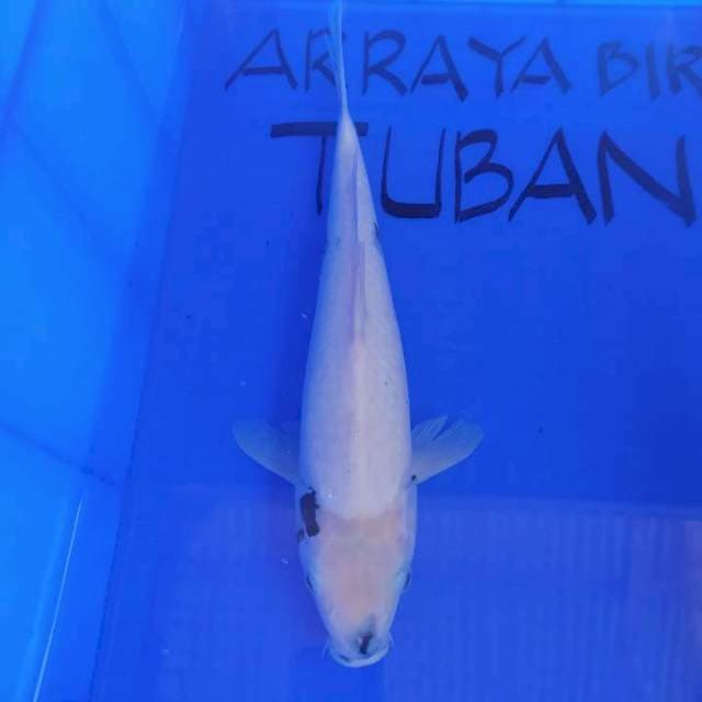SHIRO TATEGOI 37cm