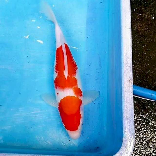 #A2 kohaku 32cm