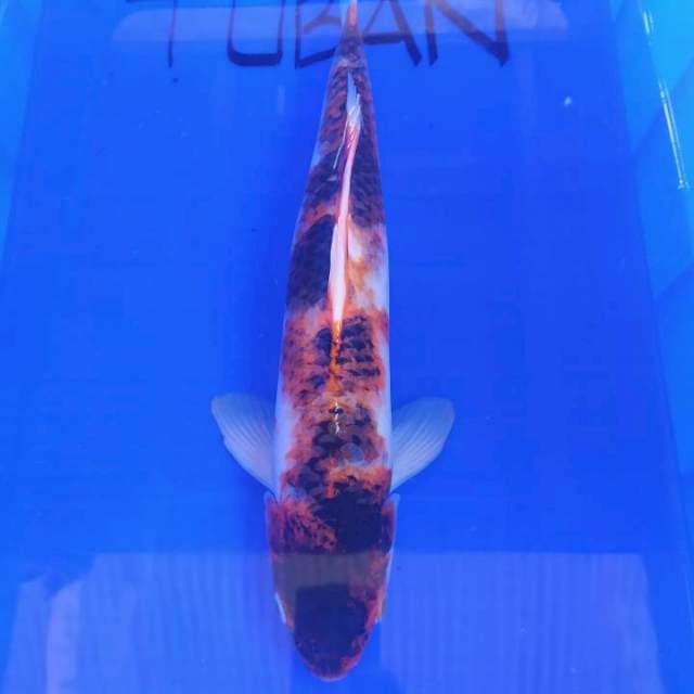 KOROMO 46cm