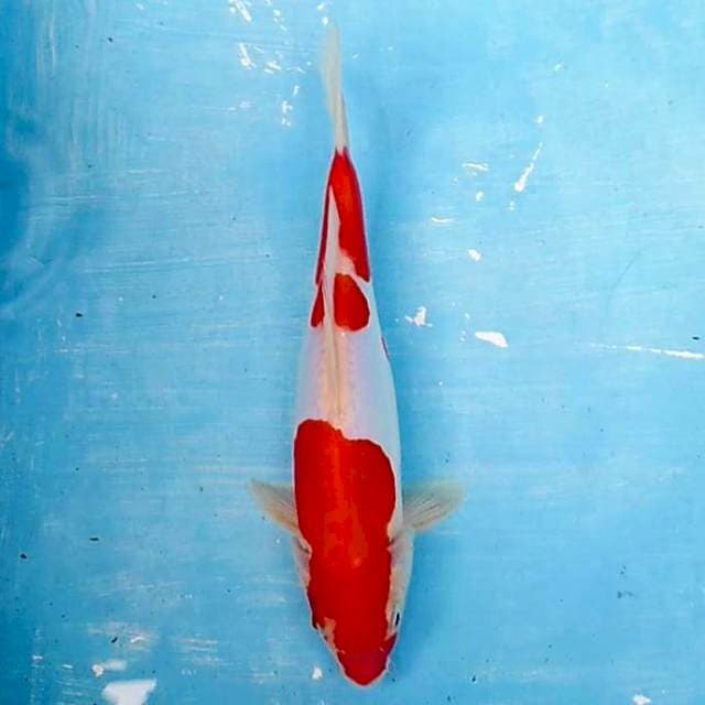 #A2 kohaku doit 25cm