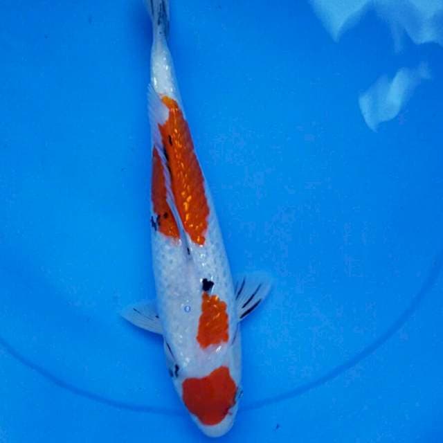 Ginrin 32cm male