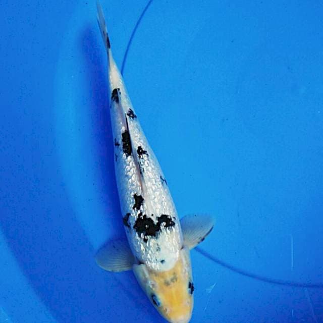 Ginrin bekko 30cm male