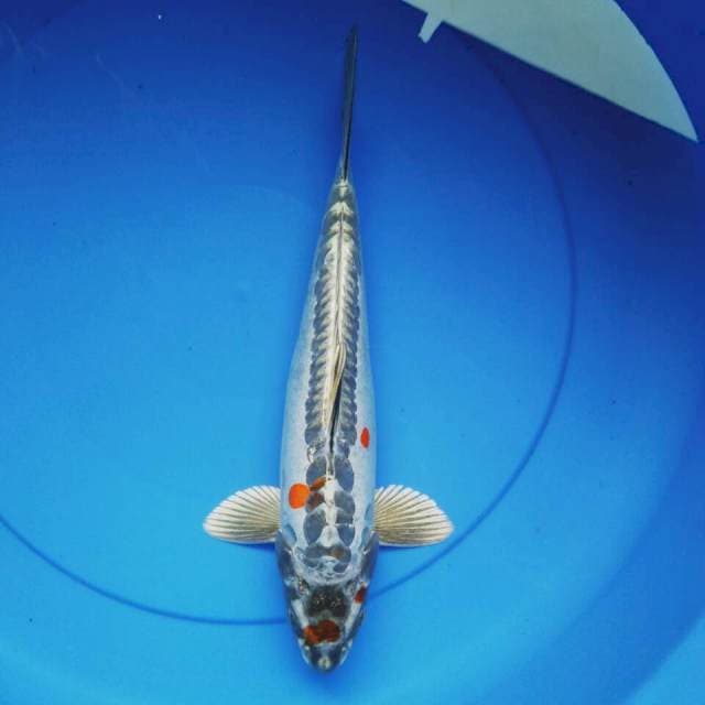 Good kiko 31cm male