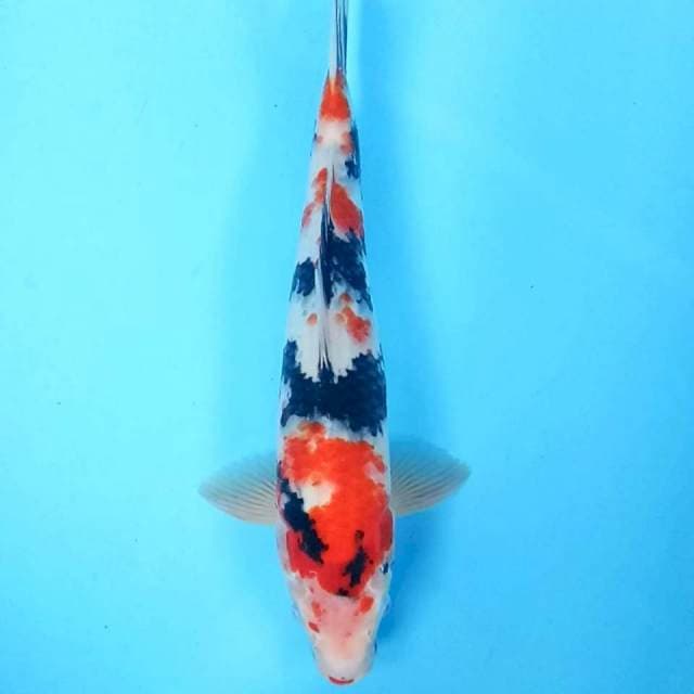8. Showa || 38 cm || Jantan