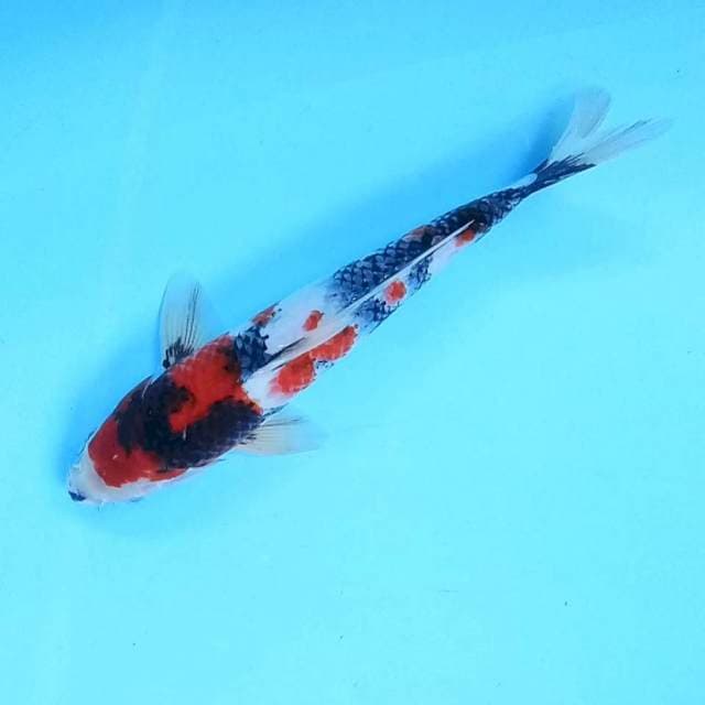 9. Showa Motogoro || 34 cm