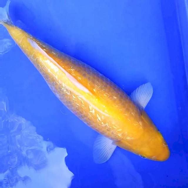 10. Ogon Ginrin || 40 cm