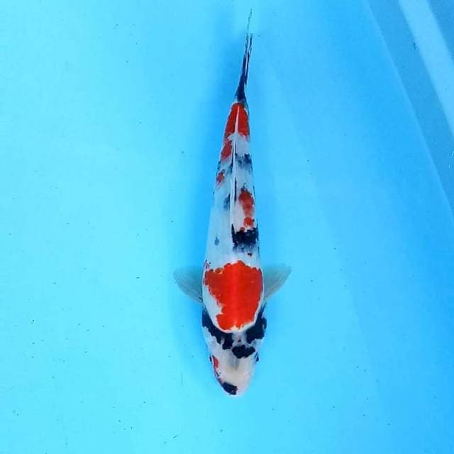 12. Kindai Showa || 28 cm || Jantan