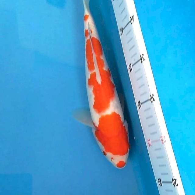 Kohaku Cantik 30 cm