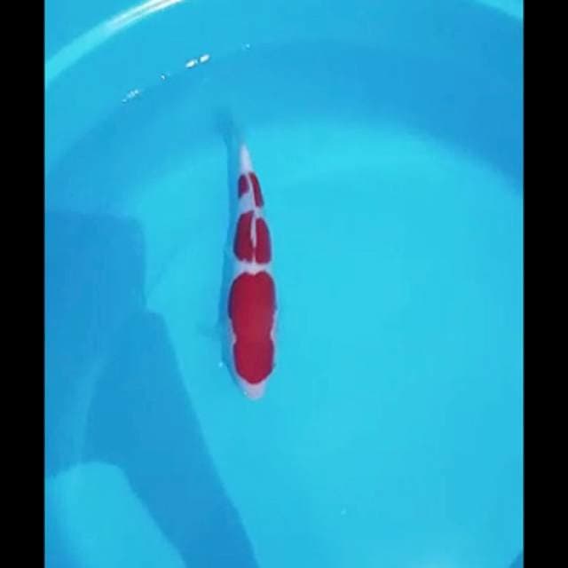 kohaku 3step sq