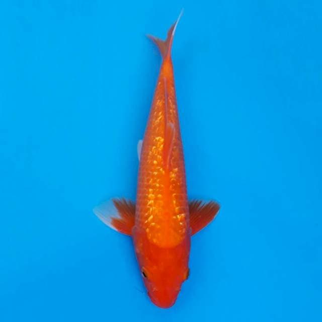 Ginrin aka-hajiro 33cm