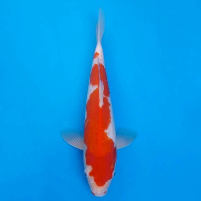 Kohaku 33cm