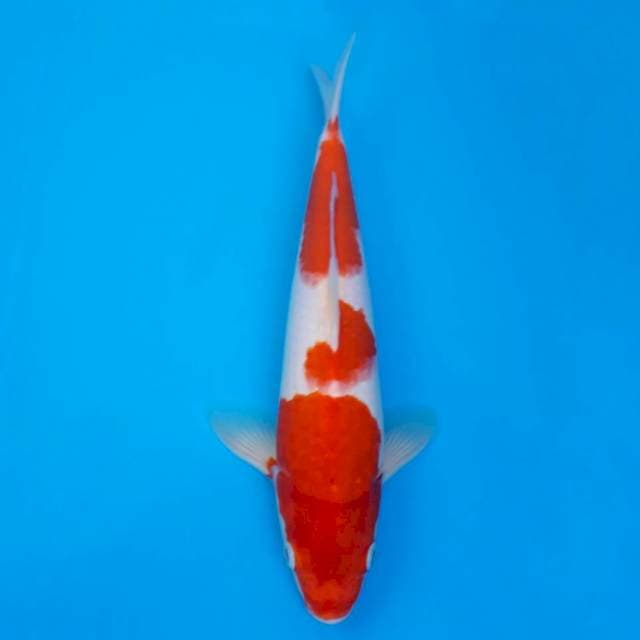 Kohaku 30cm