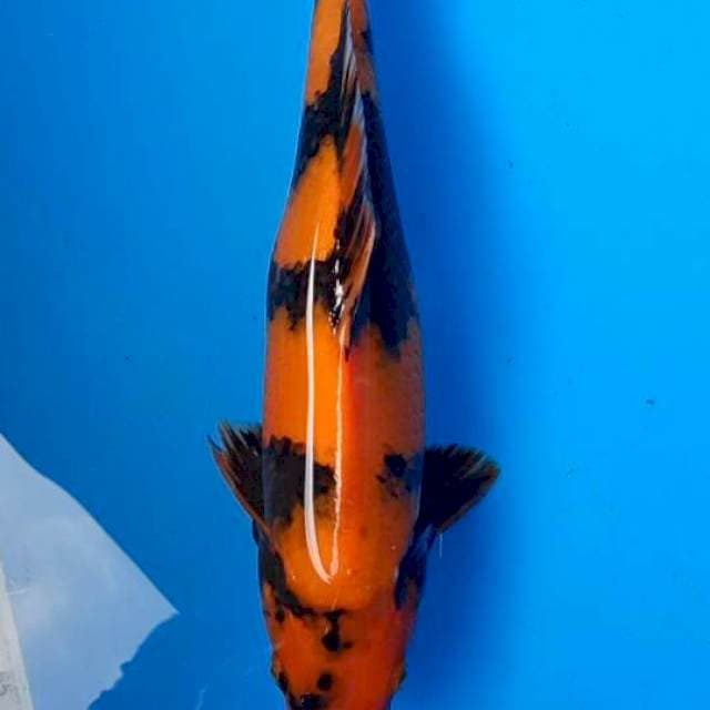 Hi utsuri 31cm