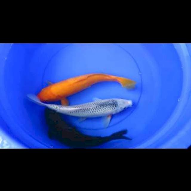 33-34cm , Paket 3 Warna 3 Koi