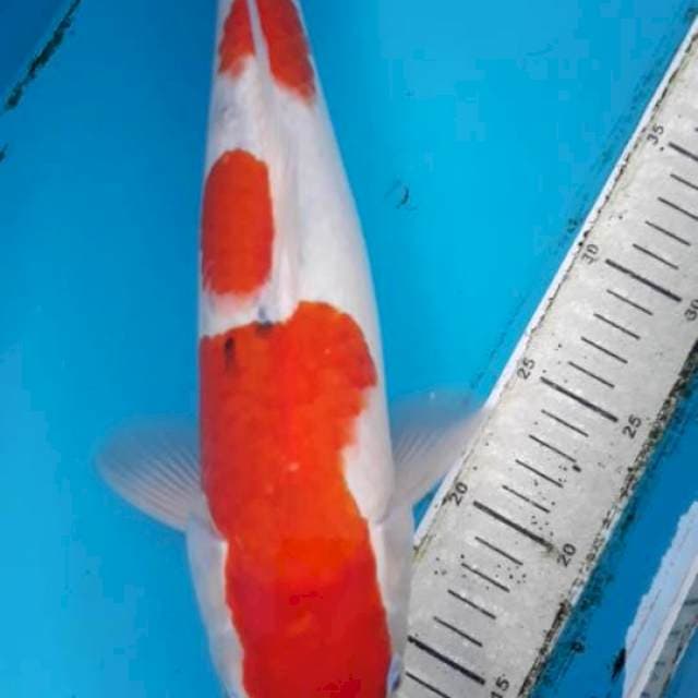 Sanke 40 cm
