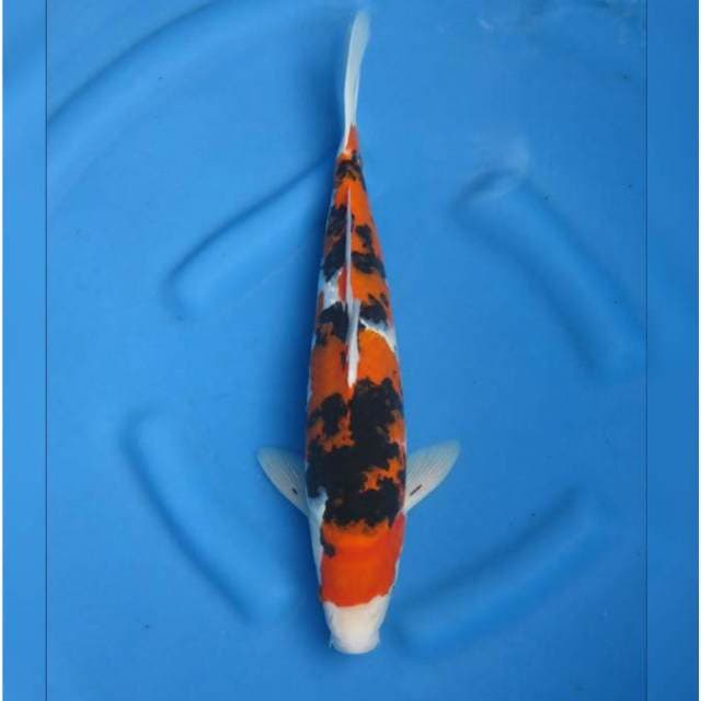 TIGER - F1 SANKE KOLEKSI