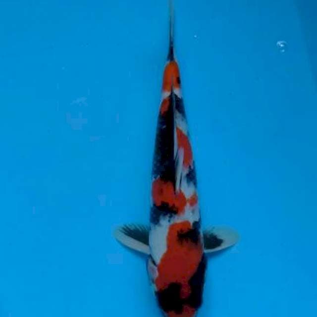 Showa sansoku