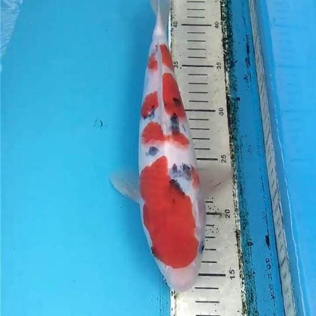 Sanke 30cm Male