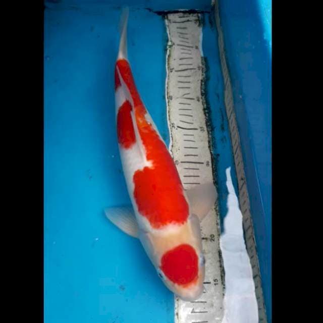 Maruten Kohaku 40 cm Male