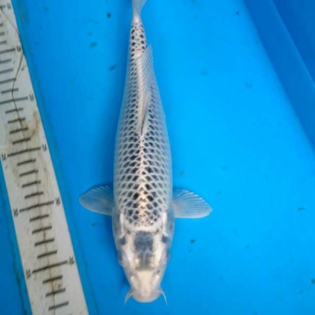 ANTIK 30 cm