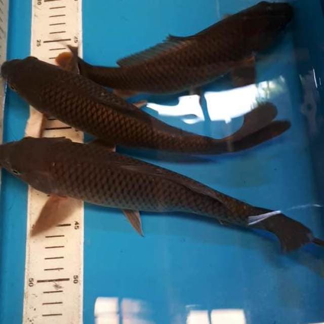 CHAGOI 26 SAMPAI 31 CM