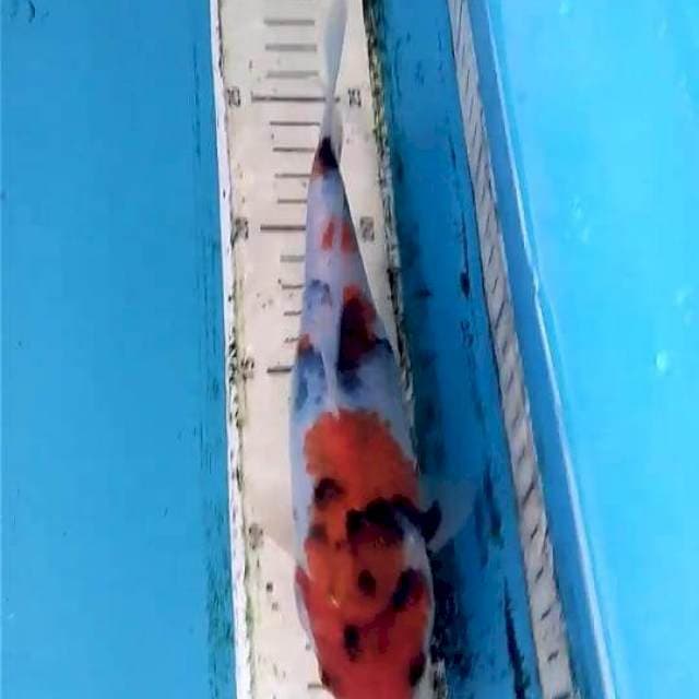 Showa 21cm