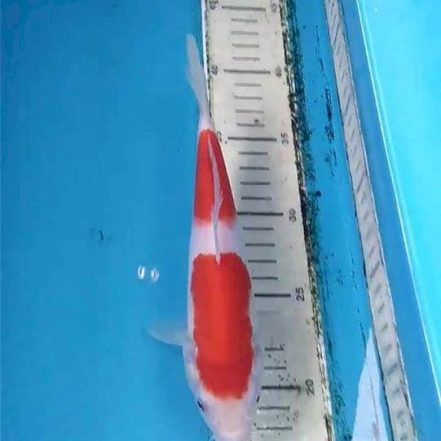 Kohaku 21cm