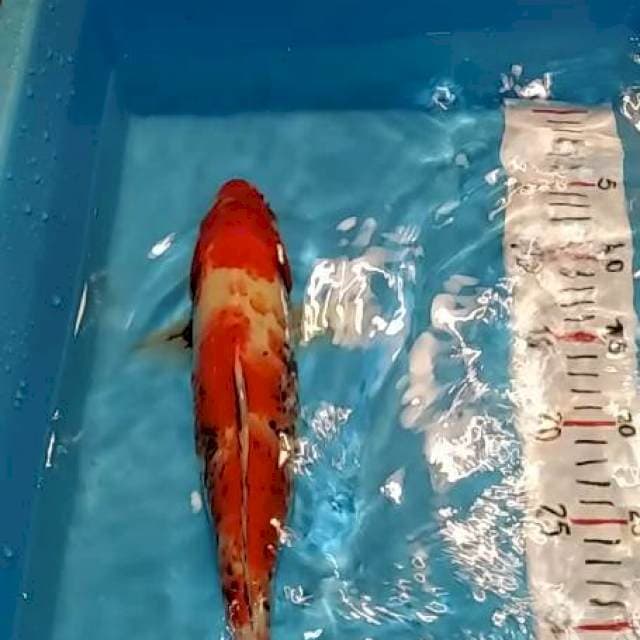 Sanke 35 cm