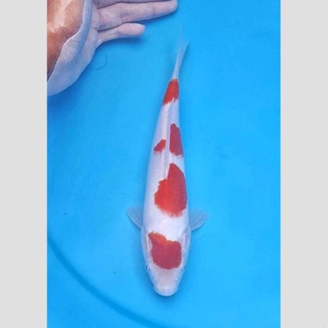 si jempol(original kohaku 4step maruten)