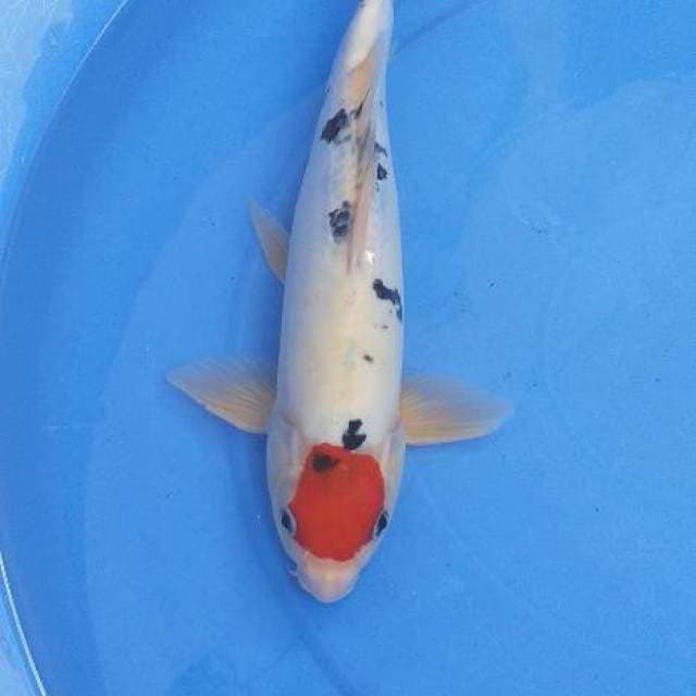 Tancho sanke doitsu 34 cm