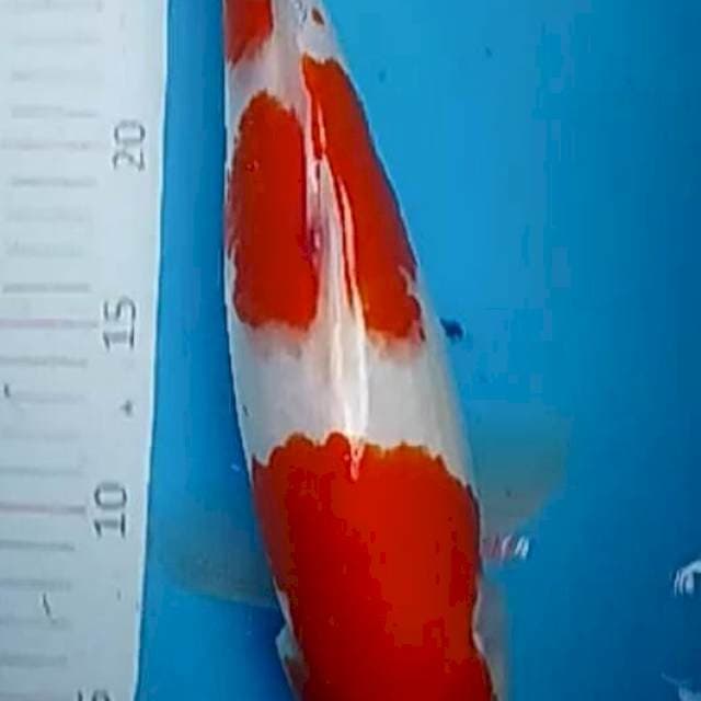 Kohaku alus