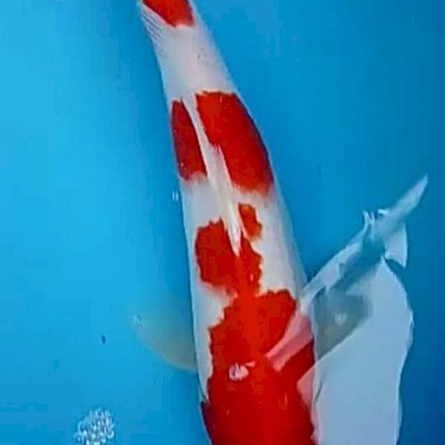 Kohaku