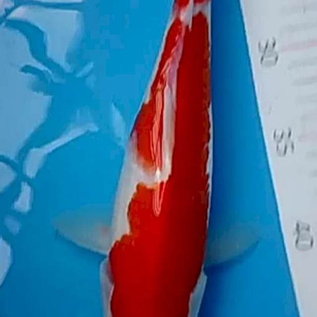Kohaku