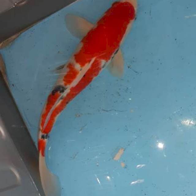 Sanke jantan merah original