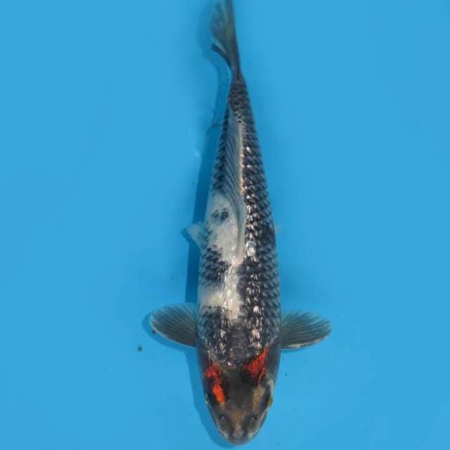 33cm , F1 Super Antik Full Ginrin