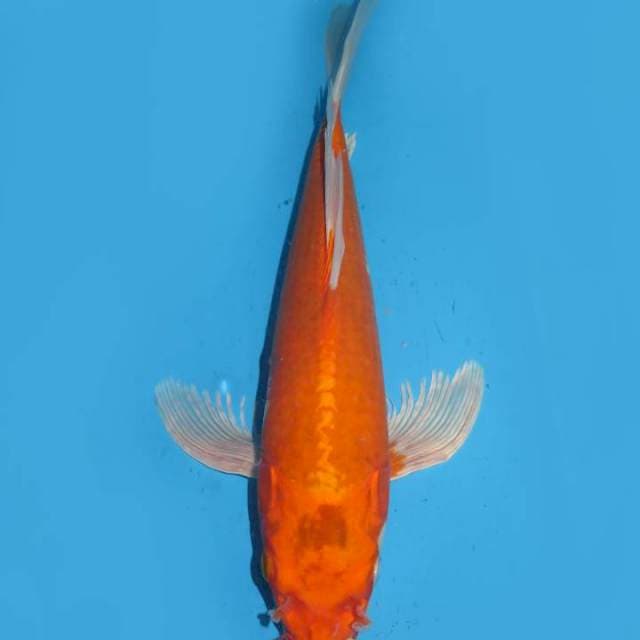 37cm , Kumpay Orenji