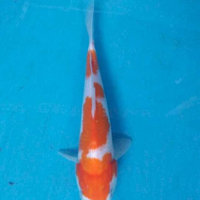 kohaku