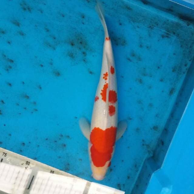 Kohaku 34cm body muanteb merah josss..