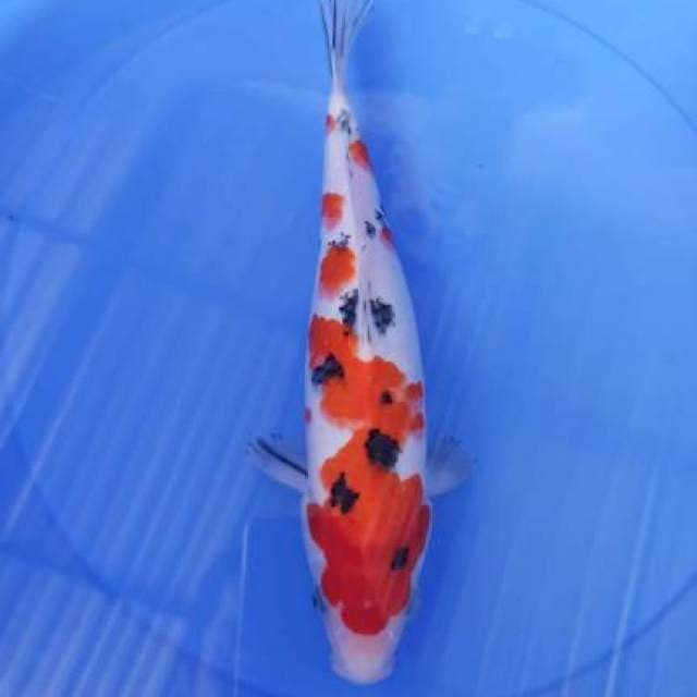 sanke 34cm