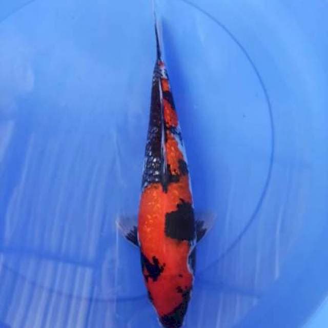 showa ginrin 36cm