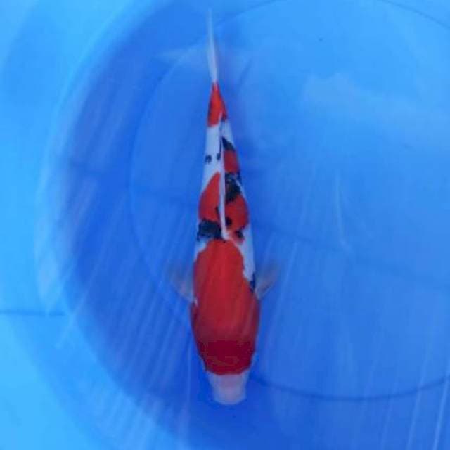 sanke 32cm