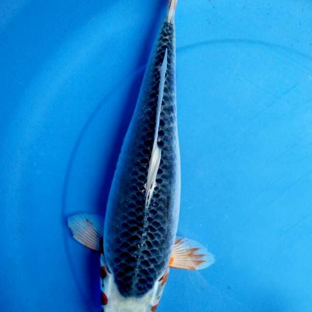 Asagi F1