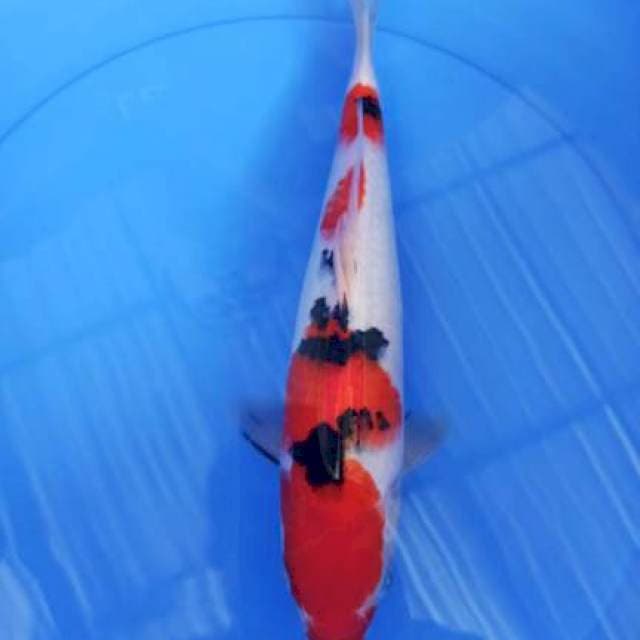 sanke 35cm