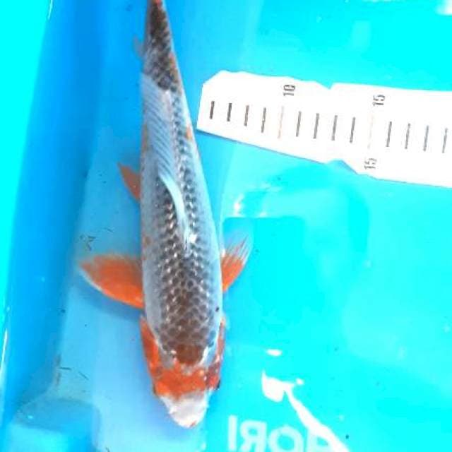 Asagi 31cm jantan